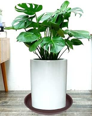 6 Pack of 12 inch Plant Saucer, Heavy Duty Plastic Plant Saucer 12 inch Round, Plant Tray for Pots, Flower Plant Saucers for Indoors, Plant Trays for Planter 10"/11"/12" (12", Chocolate)