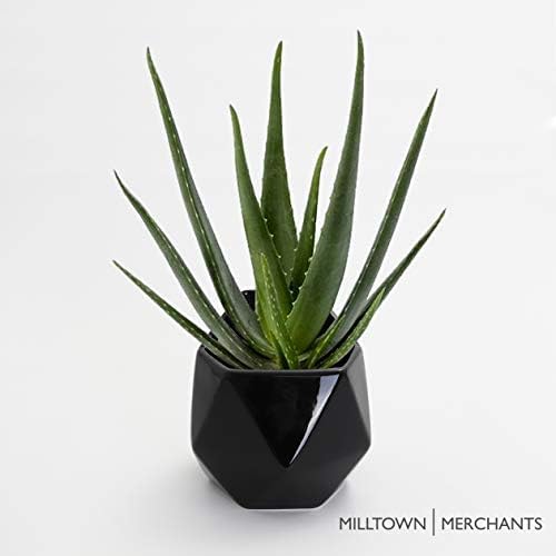 Milltown Merchants Succulent Wall Planters - Ceramic Wall Mounted Planters - Succulent Plant Pots - Hanging Vases (1 Pack/Geometric/Black)