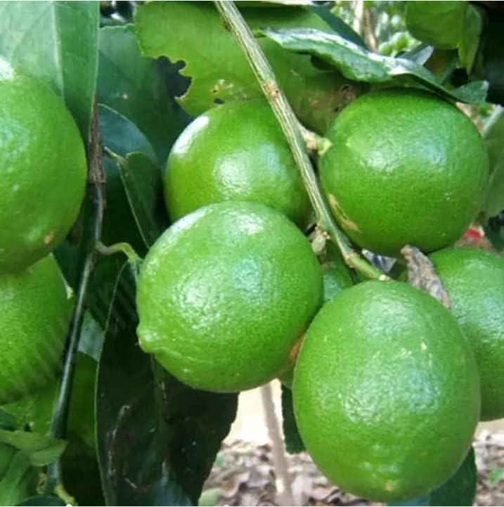 Dwarf Key Lime Tree Plant Live, 1 to 2 Ft Grafted Citrus Plant Fragrant Lemons, for Indoor/Outdoor Growing, Can't Ship to CA