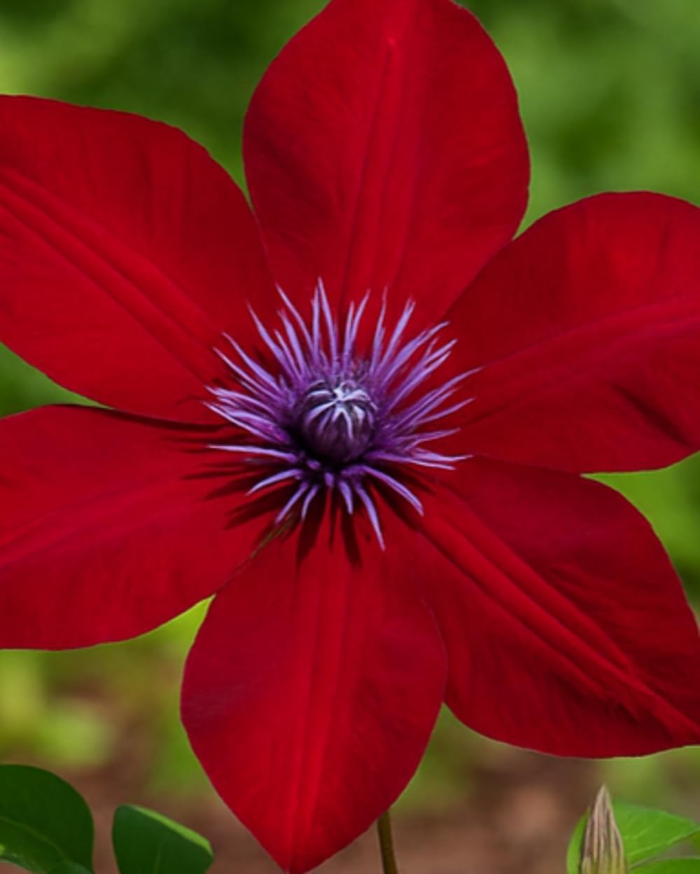 Perennial Farm Clematis Boulevard® Nubia™ Hybrid – Live Clematis Vine in 4 Quart Container, Rich Red Blooms, Compact Habit, Long Blooming, Perfect for Trellises, Containers & Small Space Gardens