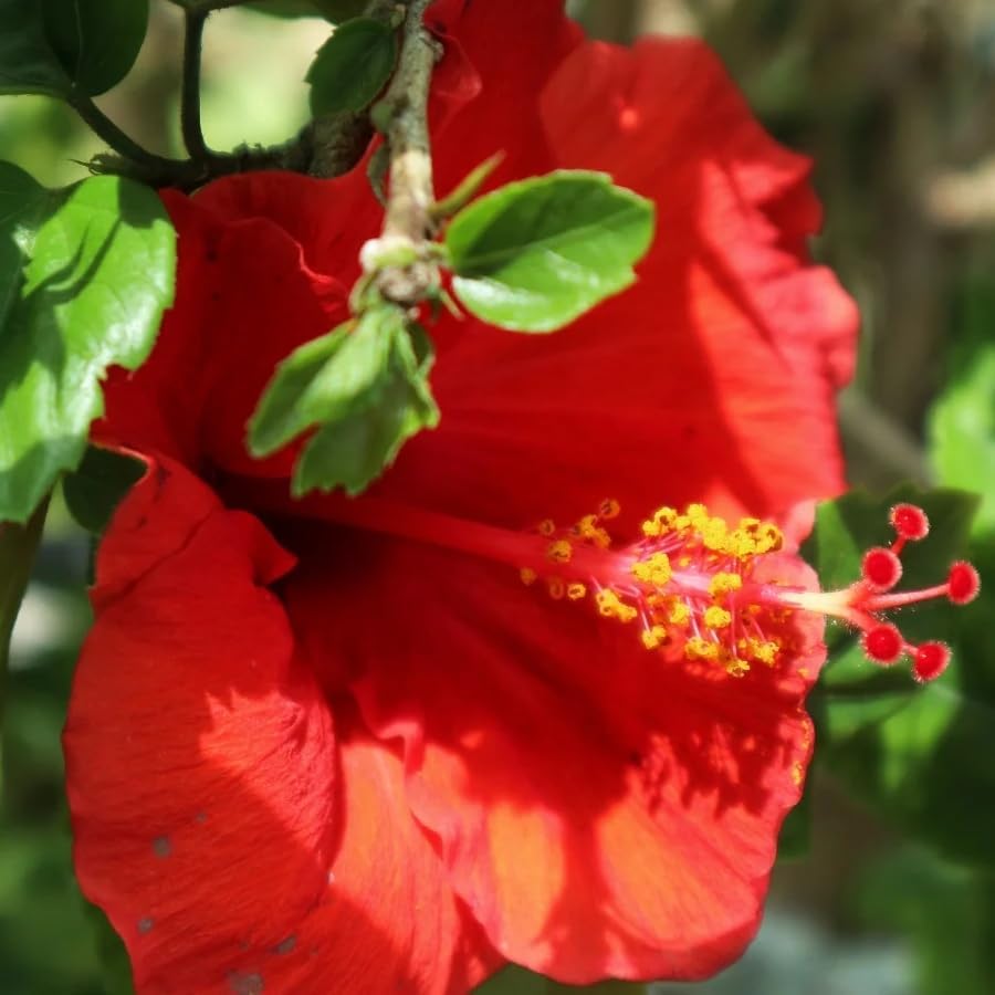 Red Hibiscus. rosa-sinensis. Live Plant - Tropical Blooming Hibiscus, Pretty Flowers, Used in Tea and Juice (4 red Hibiscus Cups)