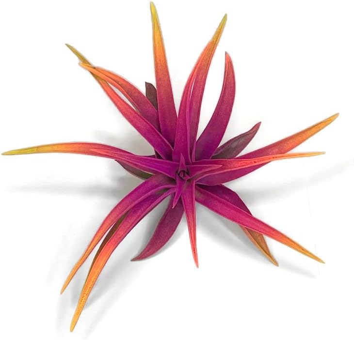 Colored Capitata Air Plant, Tillandsia, Airplant, Air Purification, House Plant, Home Decor & Gift, Live Plant (Rainbow #3)
