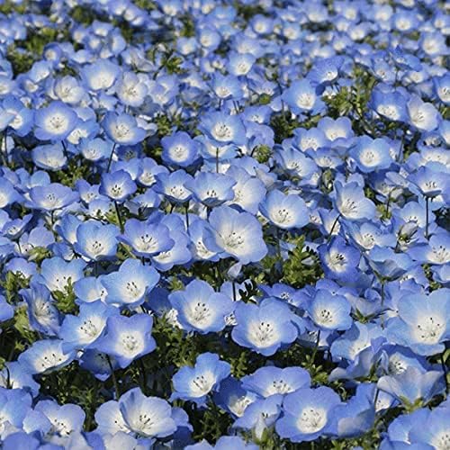 Bentley Seeds Old Glory Flower Mix - Pre Filled American Flag Seed Packets - 25 Annual Wildflower Seed Packs - Perfect Eco-Friendly Gift for DIY Gardeners or New Homeowners - Non GMO Seeds