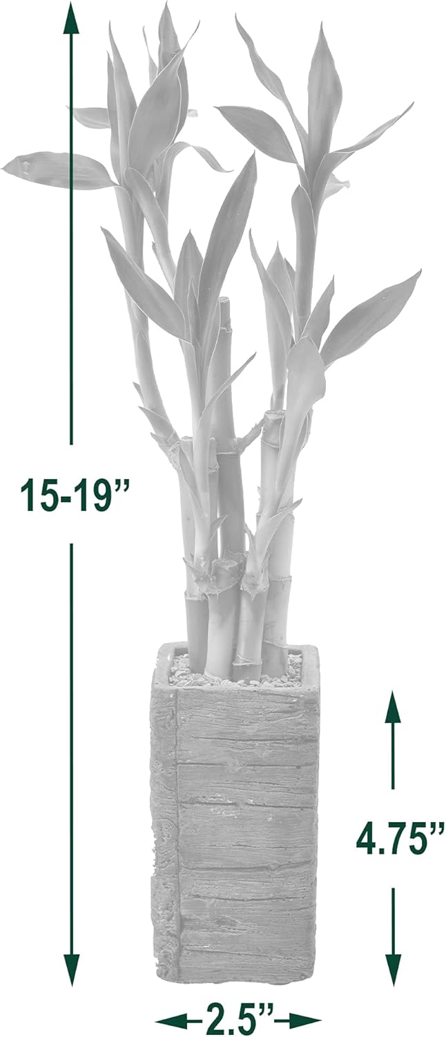 LV24 5-Stem Lucky Bamboo, Live Indoor Plant in Aged Wood Planter for Home, Work, or Gift, Medium ***Cannot Ship to Hawaii***