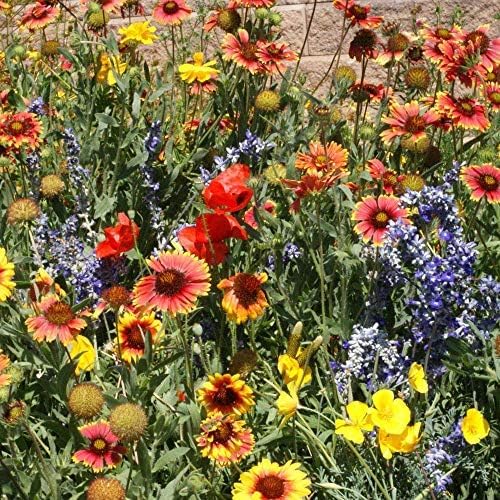 Outsidepride Dryland Wildflower Seed Mix - 1/4 lb. Colorful Blend of Drought Tolerant, Annual and Perennial Wildflower Seeds for Attracting Pollinators in Arid States & Xeriscapes
