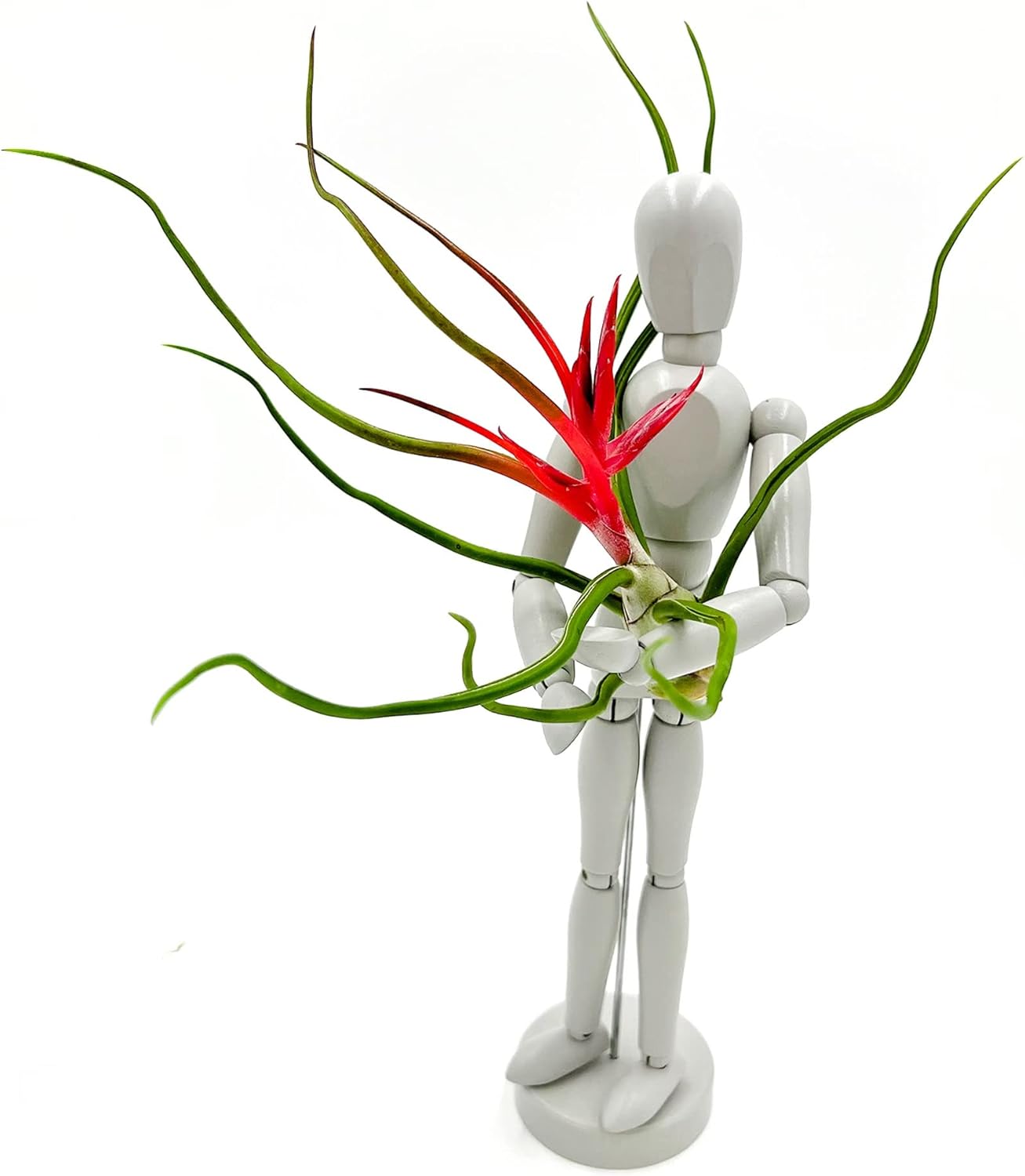 Air Plants - Flowering Tillandsia Bulbosa Belize, Giant 7-9" - 5ct - Live Arrival Guaranteed - House Plants for Home Decor & Gift