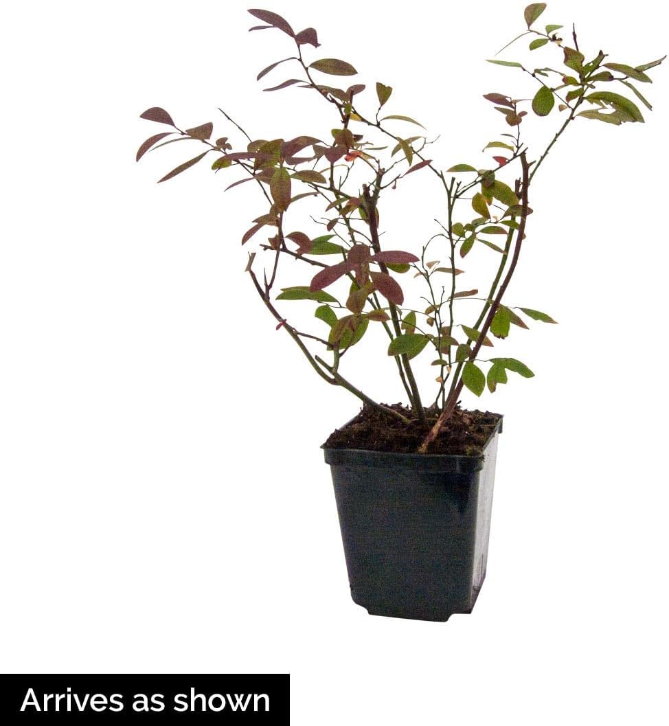 Direct Gardening Mini Blues Blueberry Bush Starter Plant, 1 per Offer-Can't Ship to CA, GA, MI, OR or WA