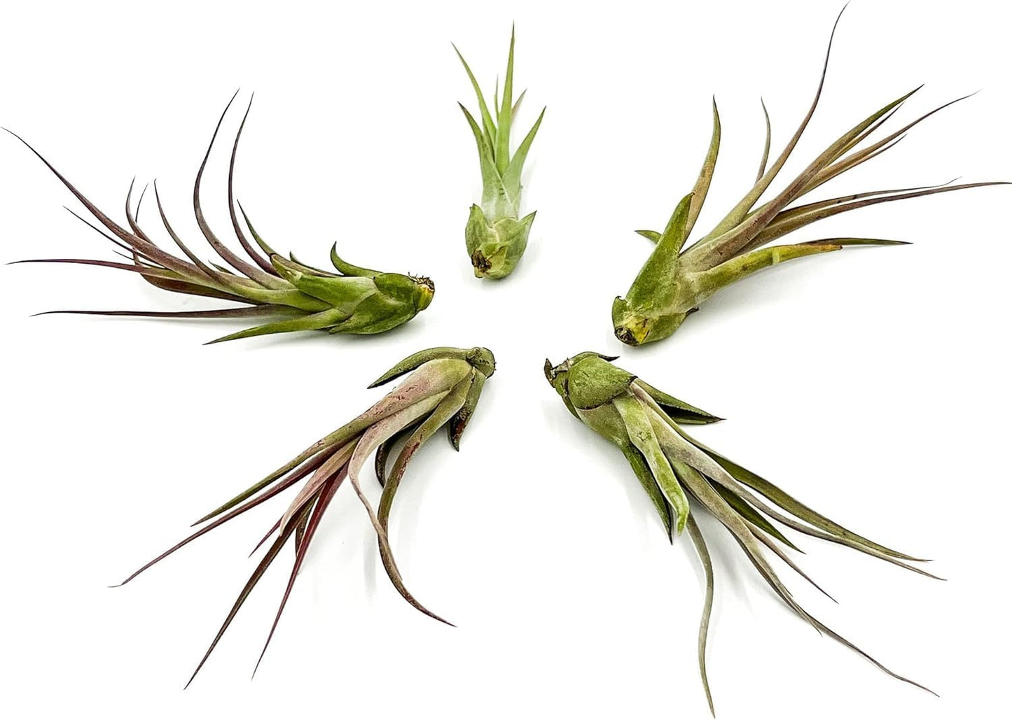 Live Air Plant – Tillandsia Capiput, Jumbo 6-9” - 2 ct - Live Arrival Guaranteed - House Plants for Home Decor & Gift