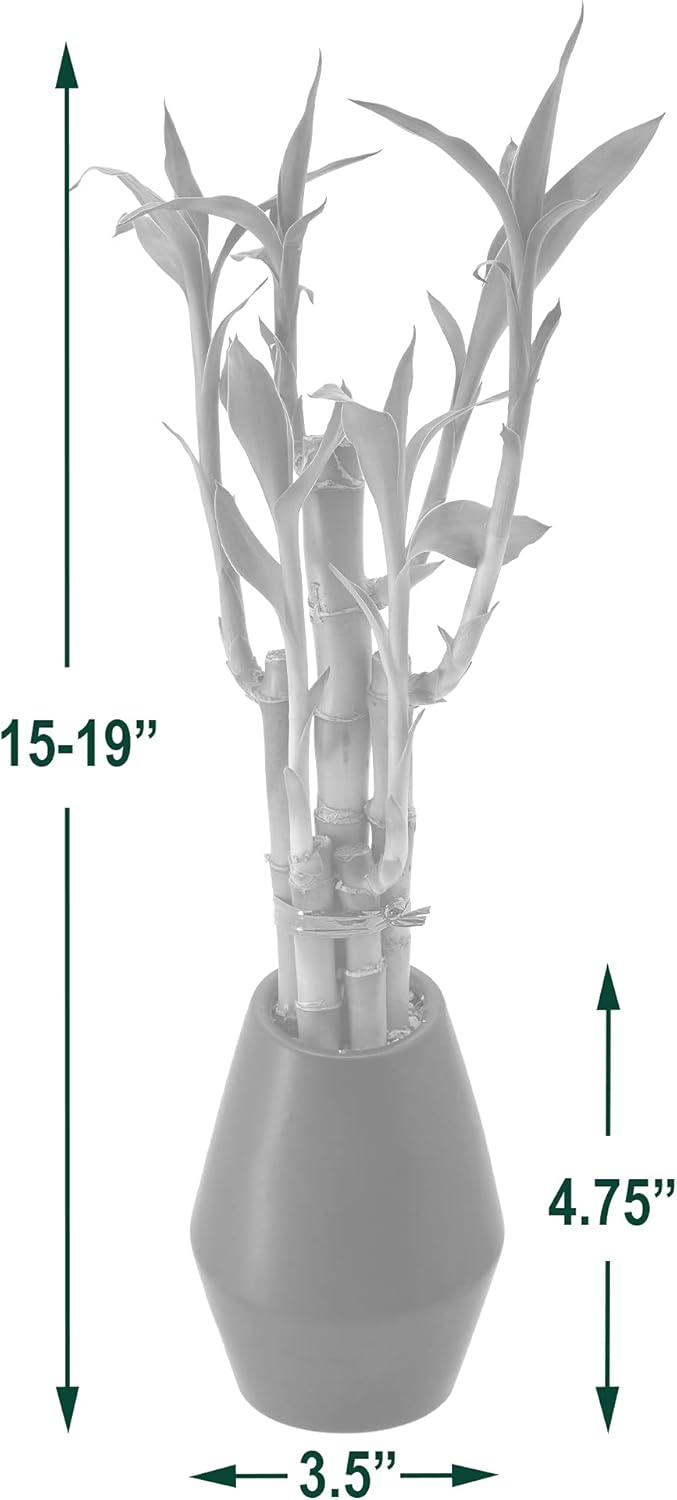 5-Stem Lucky Bamboo, Live Indoor Plant in Dimension II Ceramic Planter for Home, Work, or Gift, White. ***Cannot Ship to Hawaii***