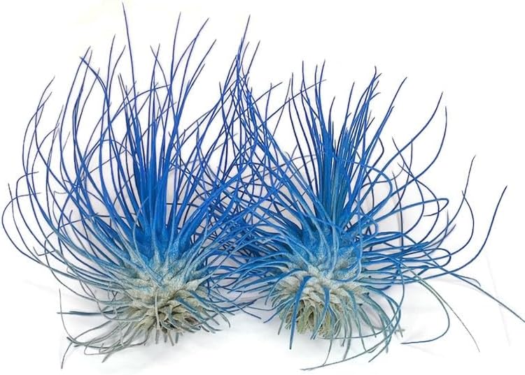 Thin Air Plant, Guatemala Tillandsia Live Airplant, Healthy Arrival Guaranteed, Great Indoor Plant, Home Decor & Gift (2 Blue)