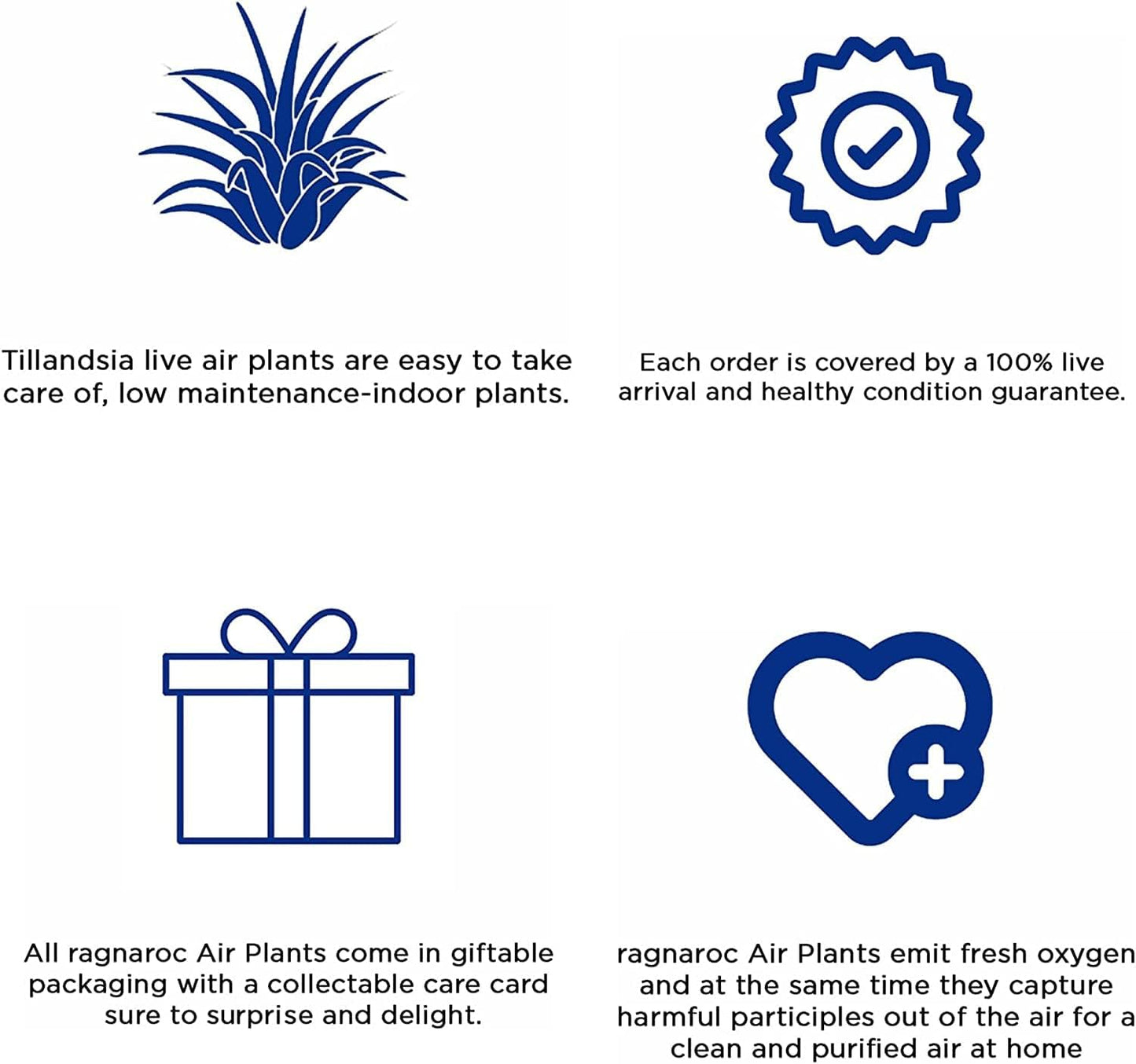 Air Plants - Tillandsia Cacticola, Jumbo 6-9" - 3ct - Live Arrival Guaranteed - House Plants for Home Decor & Gift