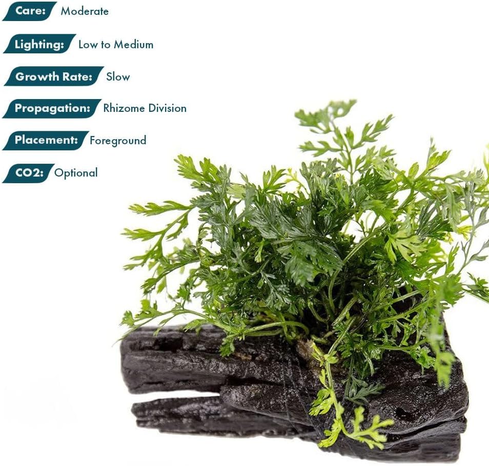 Live Planted Decor - Mini Bolbitis on Driftwood - Foreground to Midground Epiphytic Fern for Aquascaping, Aquarium Decor - Small