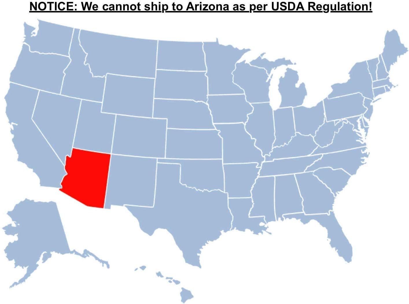 Brighter Blooms - Cold Hardy Avocado Tree, 4-5 ft. - No Shipping to AK, AZ, HI, OR