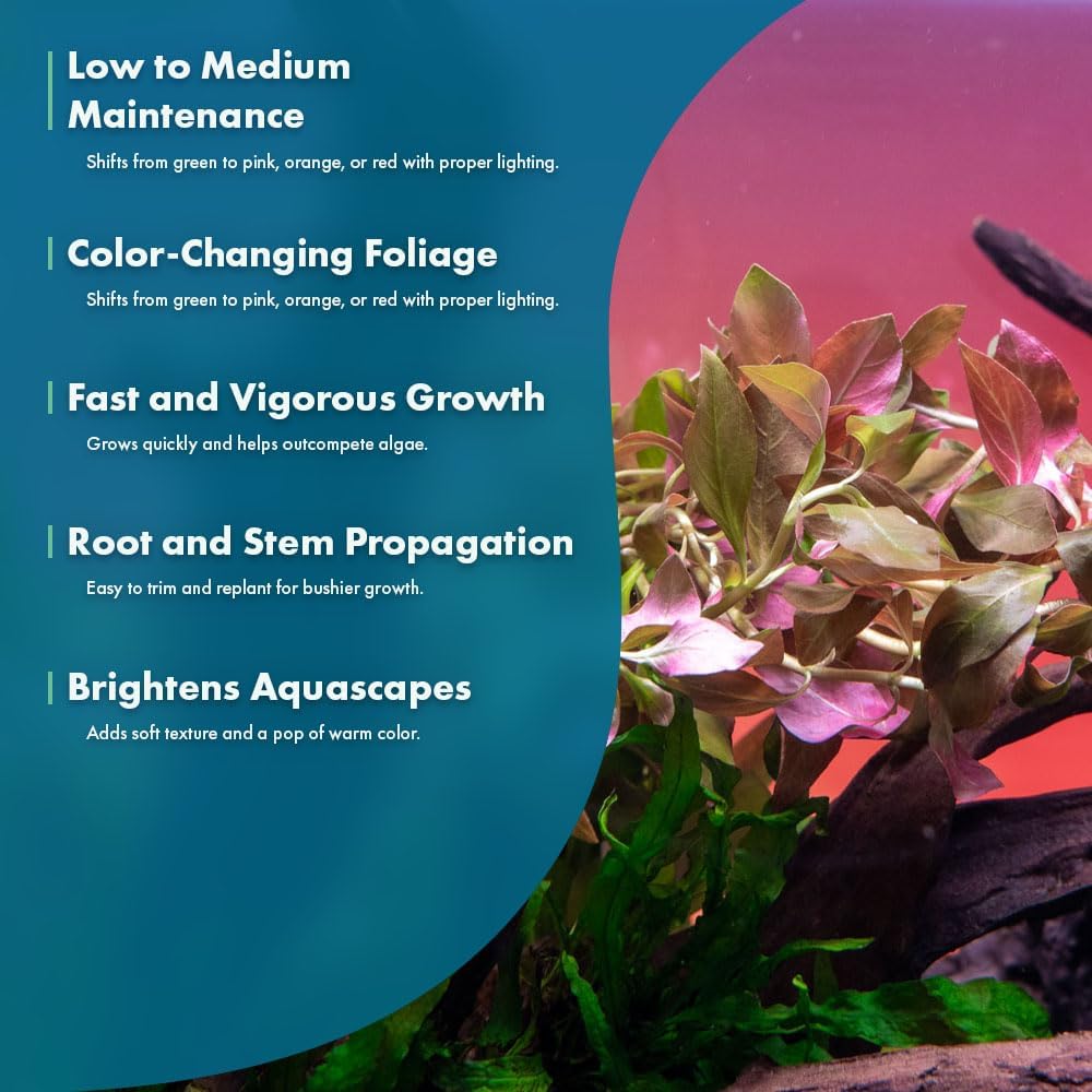 Live Plant - Ludwigia Ovalis - Easy Care, Moderate to High Light, Green to Orange Accent, Freshwater Aquatic Plant for Aquascaping - Lead Bunch