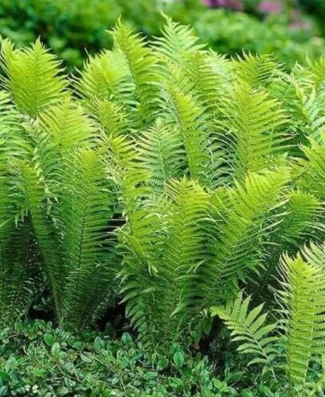 20 Ostrich Fern Rhizomes/Roots - Matteuccia struthiopteris - (20 Pack)