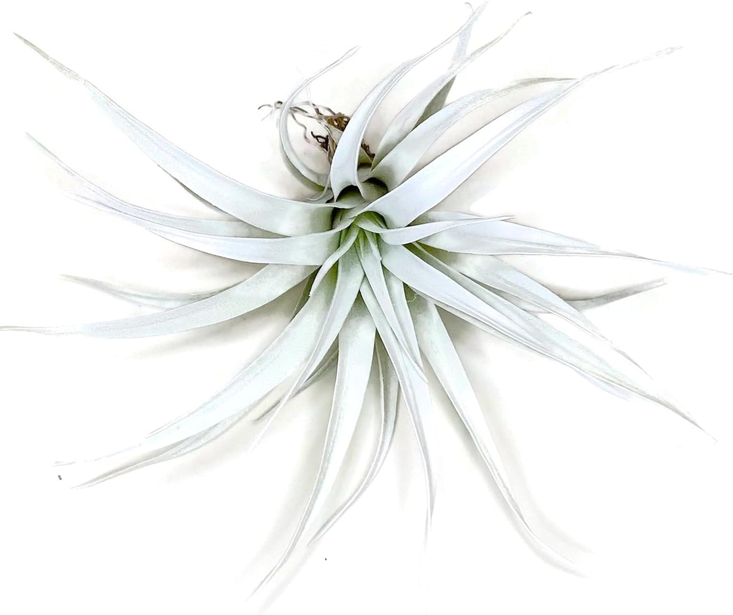 Colored Capitata Air Plant, Tillandsia, Airplant, Air Purification, House Plant, Home Decor & Gift, Live Plant (White)