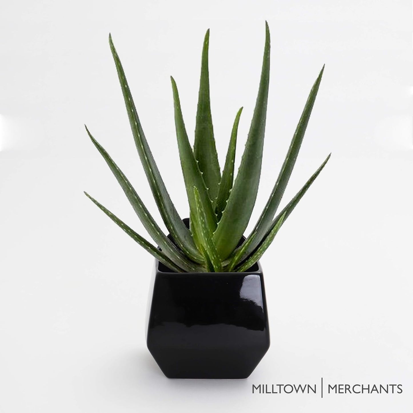 Milltown Merchants Succulent Wall Planters - Wall Vases - White Ceramic Wall Mounted Planters - Succulent Plant Pots - Hanging Vases for Living Wall (1 Pack/Contemporary/Black)