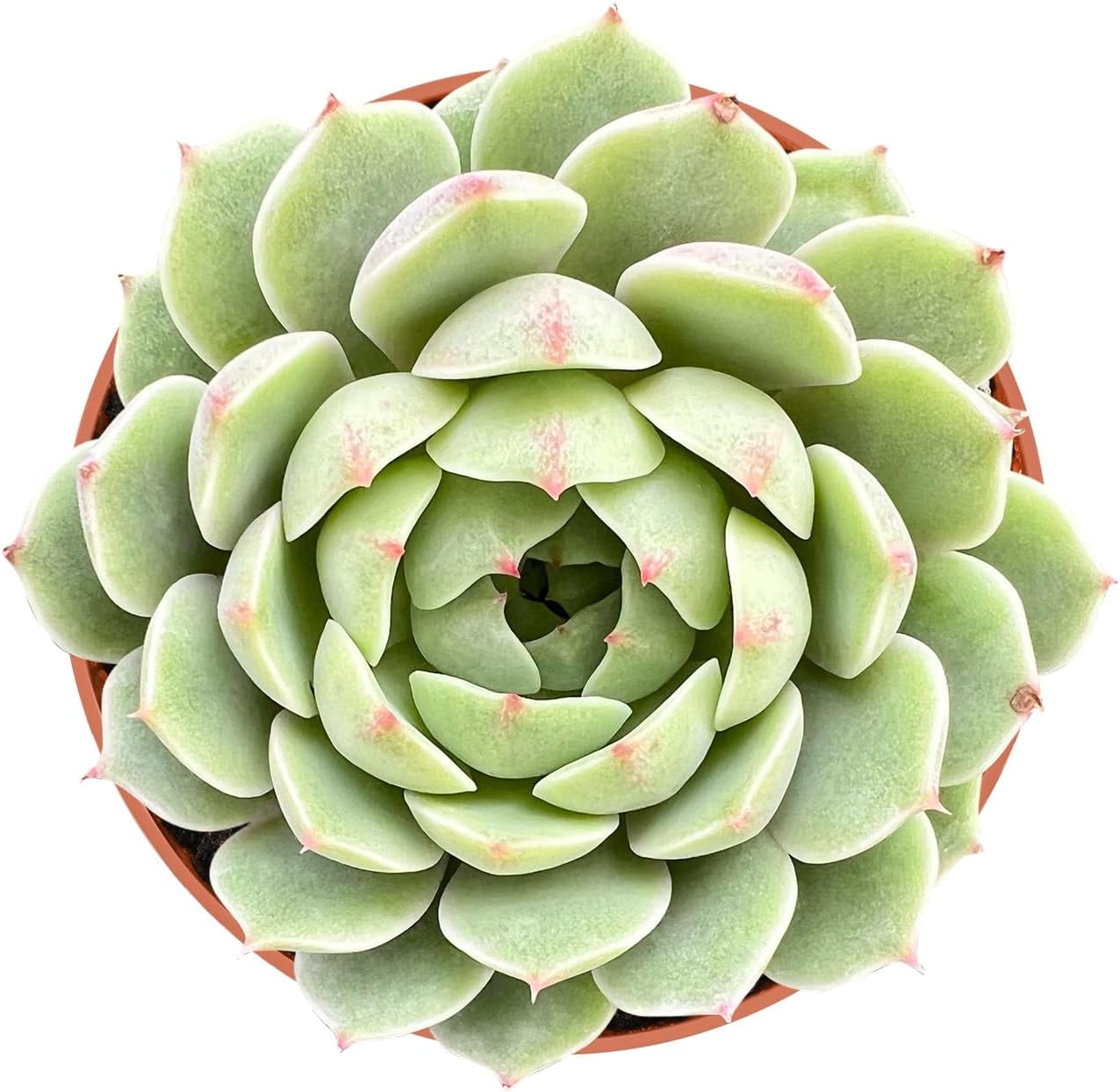 Live Succulent Plants Echeveria 'Ben Badis', Easy Care Potted Succulents, Approx 4" D x 4" H, Indoor Houseplant, Unique Gifts, Home Office Décor