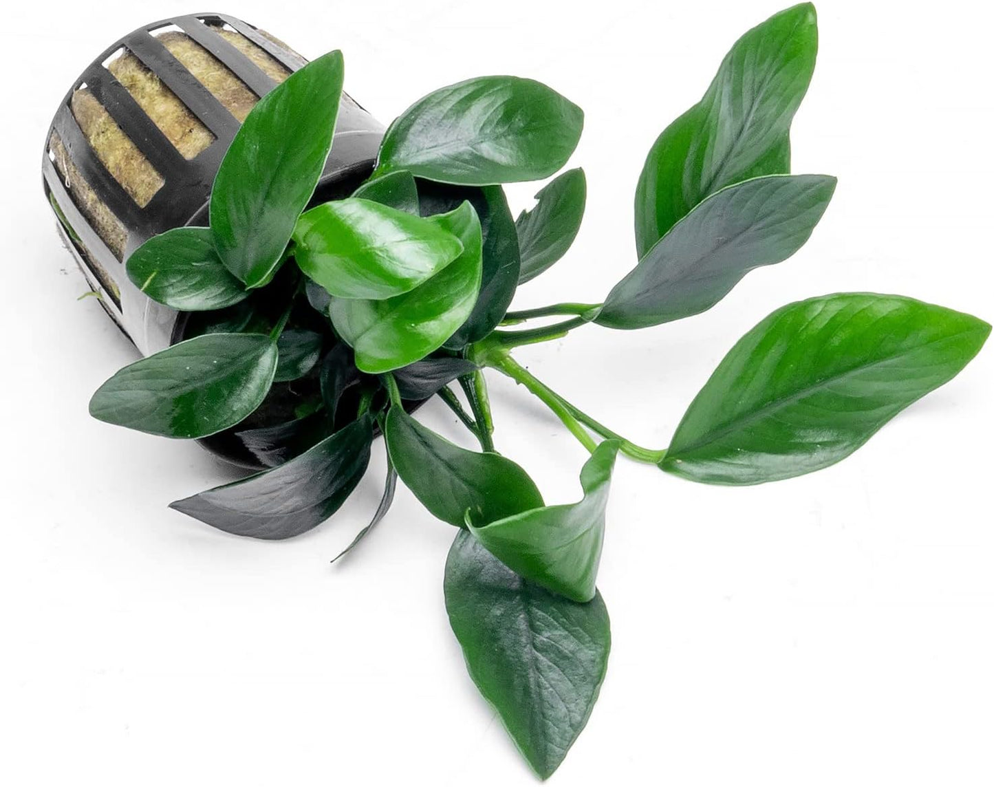 Anubias Live Aquarium Plants - Potted Freshwater Plant for Fish Tanks, Terrariums - Beginner Friendly Low Light (Spear Leaf, 3 Pots)