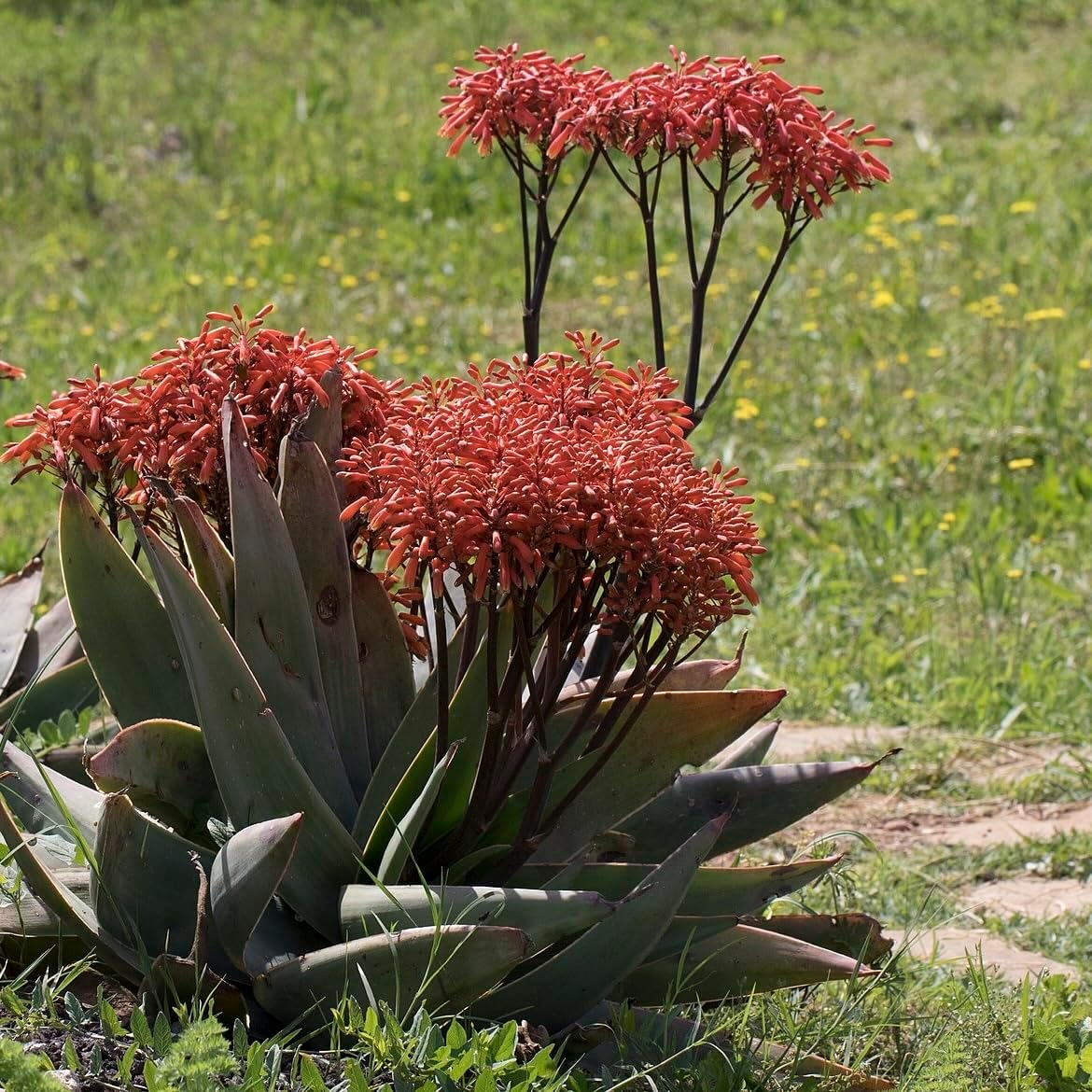 Coral Aloe Plants (Aloe striata) - Live Succulent with Striking Pink Edges and Smooth, Flat Leaves for Indoor/Outdoor Gardening (2 Coral Aloe sacs)