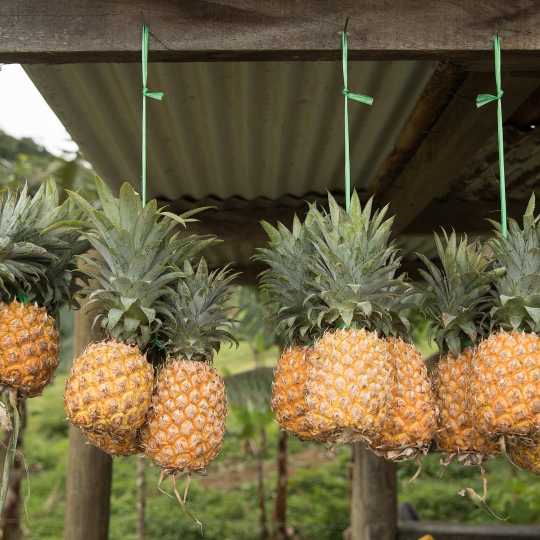 Pineapple Plant Live, Sugarloaf Pineapple Tree Shrub Bush, Starter Plant 4-7 Inches Tall, Outdoor Growing, No Pot, Sweet Flavor