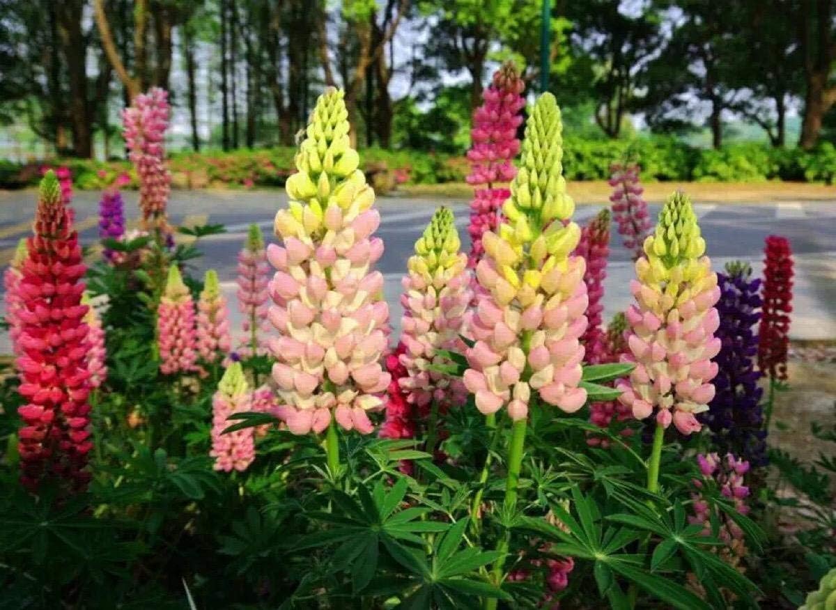 2000 Russell Lupine Seeds for Planting, Perennial Wildflower Seed Mix, Lupinus Polyphyllus Flowers Seeds, Ideal for Garden Borders, Pollinator Friendly