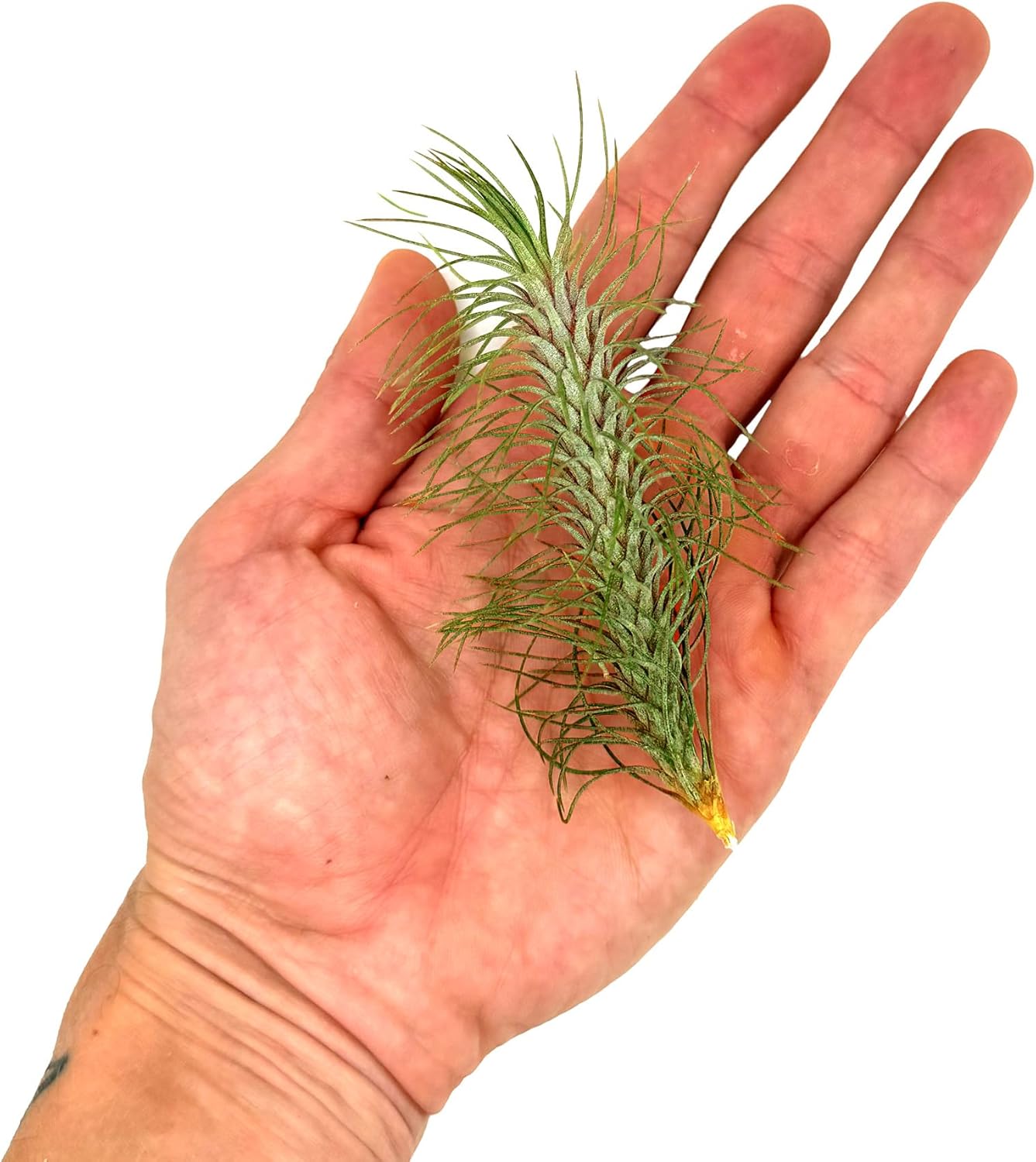 Air Plants - Colombian Tillandsia Funckiana, Large 5" - 1ct - Live Arrival Guaranteed - House Plants for Home Decor & Gift