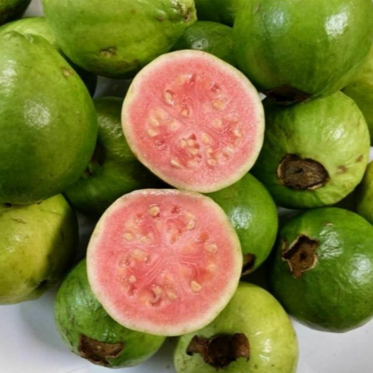 Guava Tree Live Plant, Pink Guava Trees, Guava Fruit Tree for Planting Indoor Outdoor Garden, 5 to 9 Inches Tall