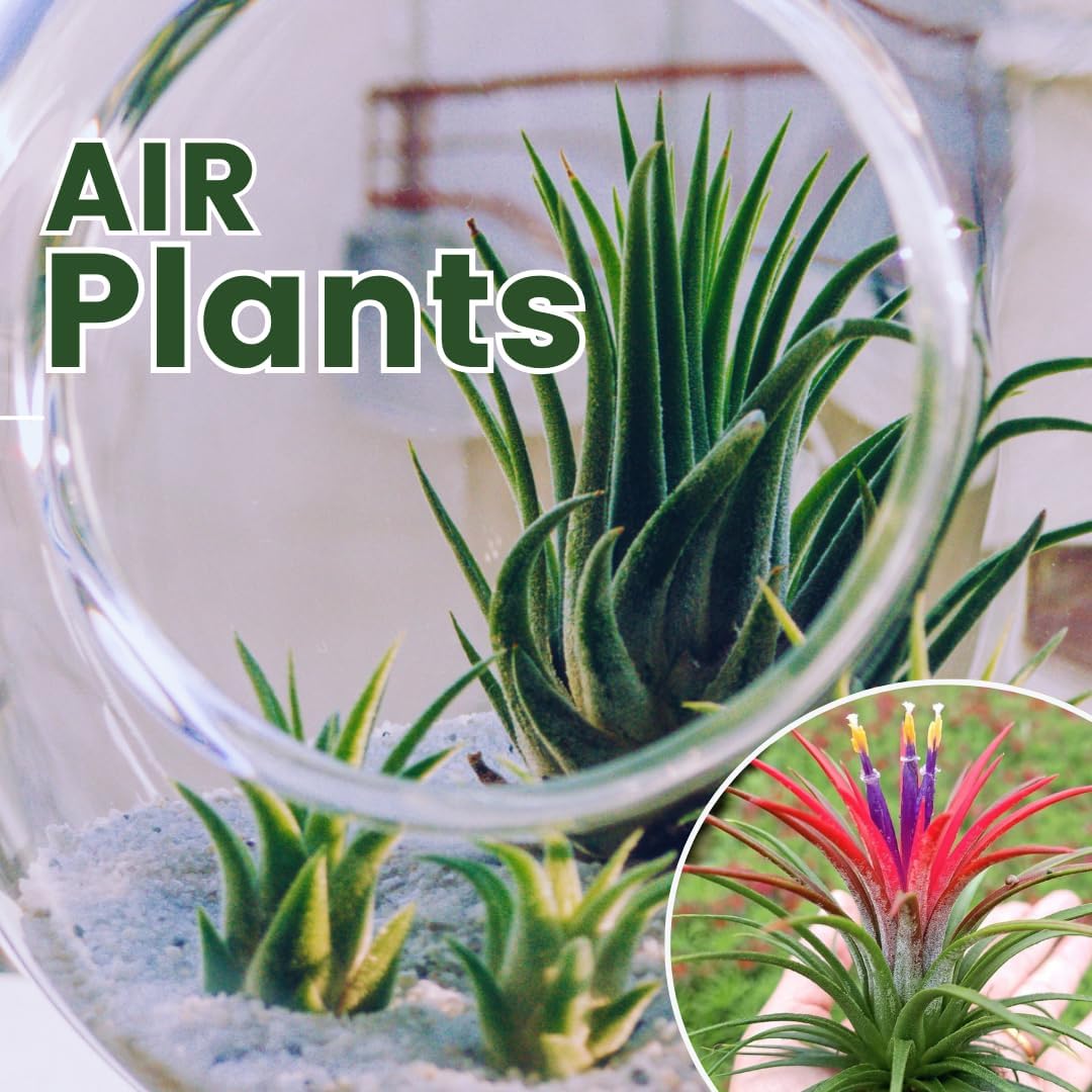 Tillandsia Plants, Red Tillandsia Air Plants Live, Combo 15 Succulents Plant Live, House Plant Indoor Outdoor, 2 Inc Tall