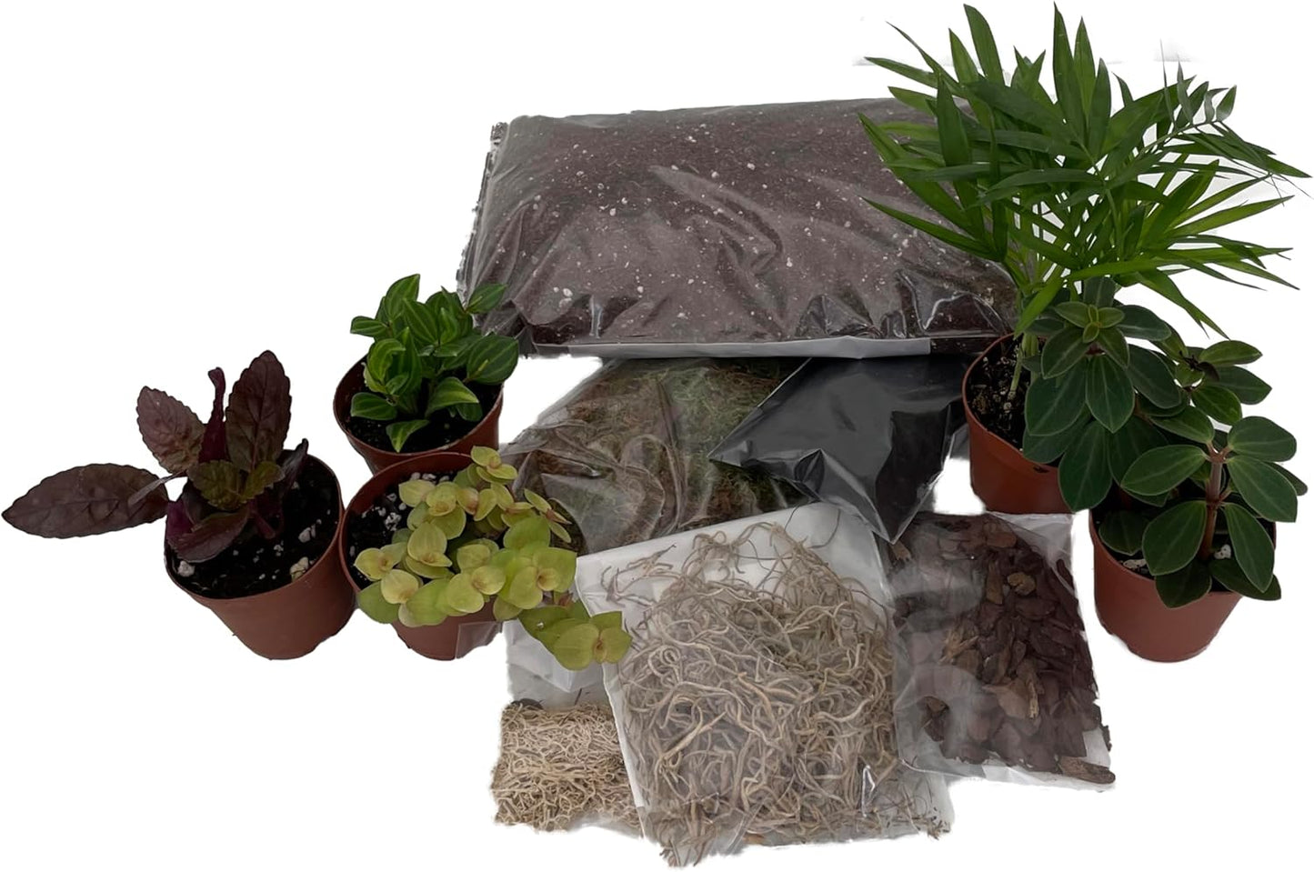 Hirt's Terrarium Kit with 5 Terrarium Plants in 2" Pots