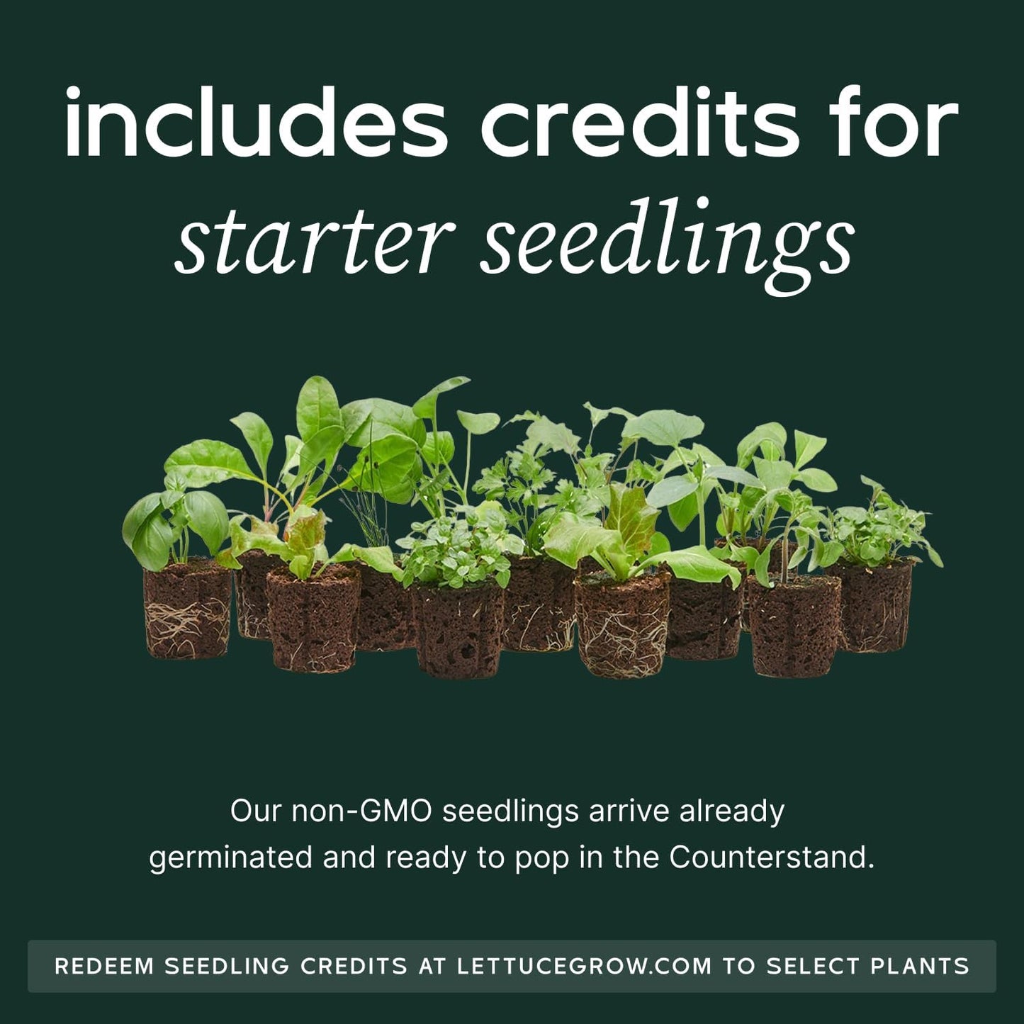 Counterstand Set – Vase Plant for Indoor Edible Garden Kit for Herbs & Lettuce – Small-Space Hydroponic System – Home Decor & Gifting – Without Live Plants