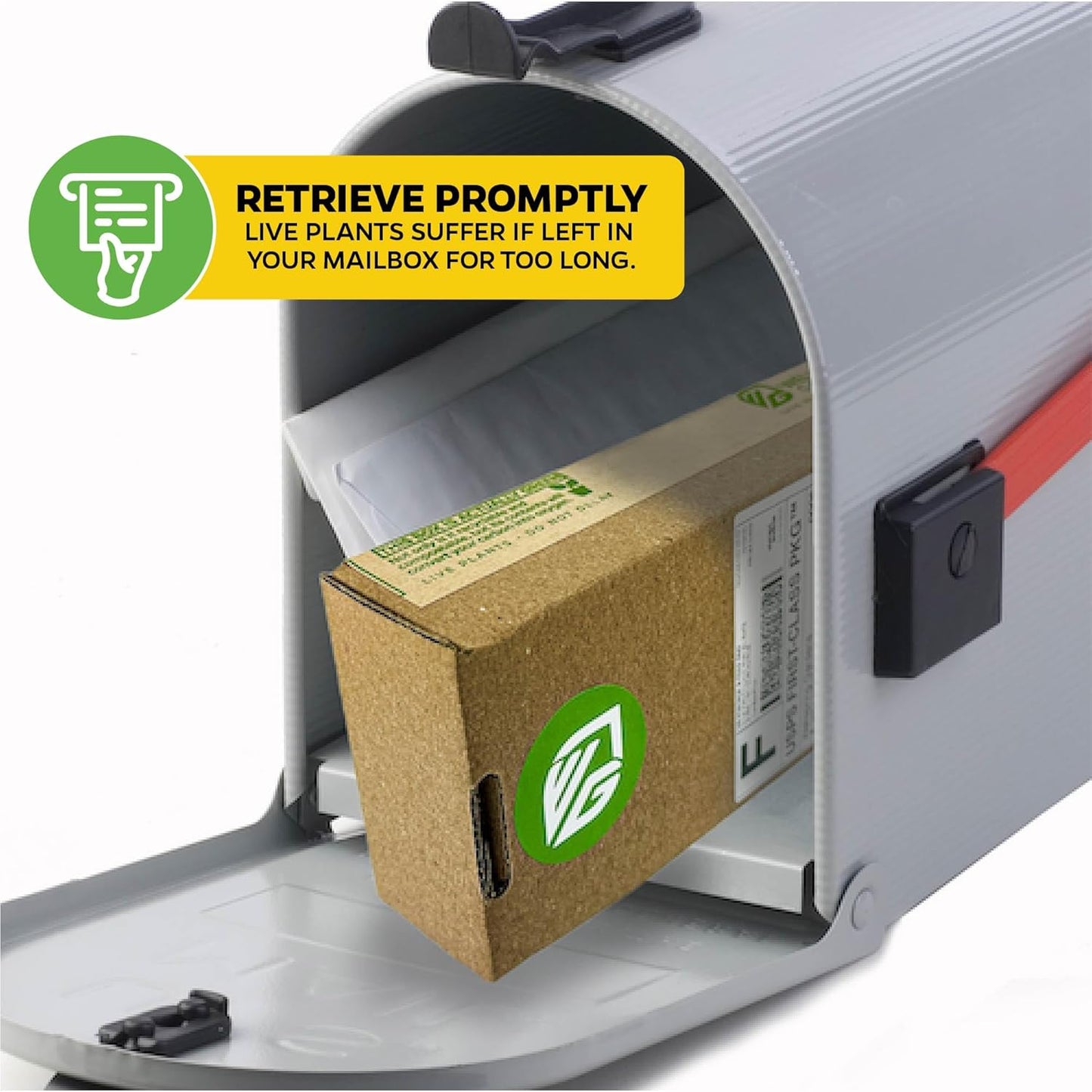 Elite Gold Pineapple Live Plant - Ananas Comosus - Wellspring Gardens Starter Plant - Ideal Pineapple Plant Live Easy to Grow Starter Plant Great for Outdoor and Patio Planting Growth Potential