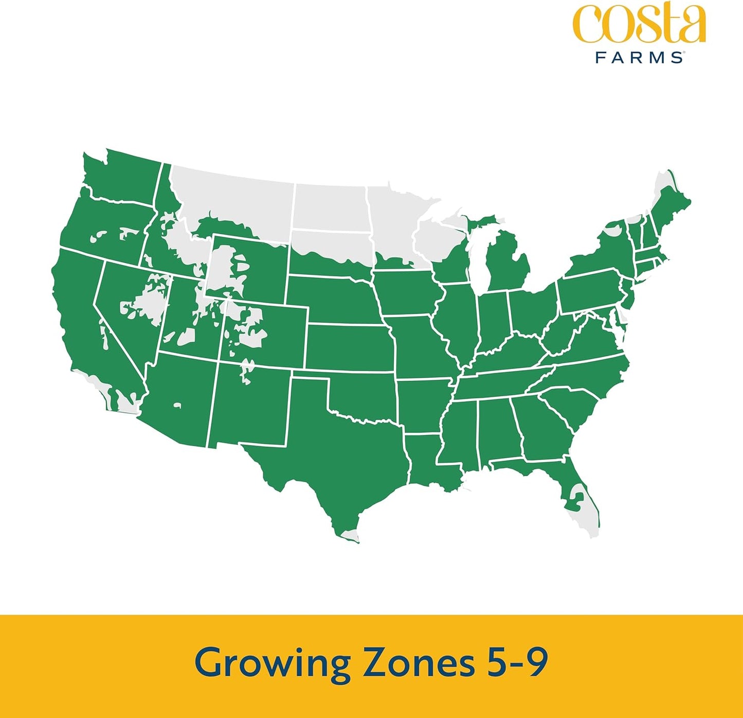 Costa Farms Live Plants – Fall Mums 2-Pack (Red) in Color Pots | 3 Qt. Seasonal Houseplants & Outdoor Flowers for Porch, Patio, or Garden | Ships in Bud Form for Longer Bloom