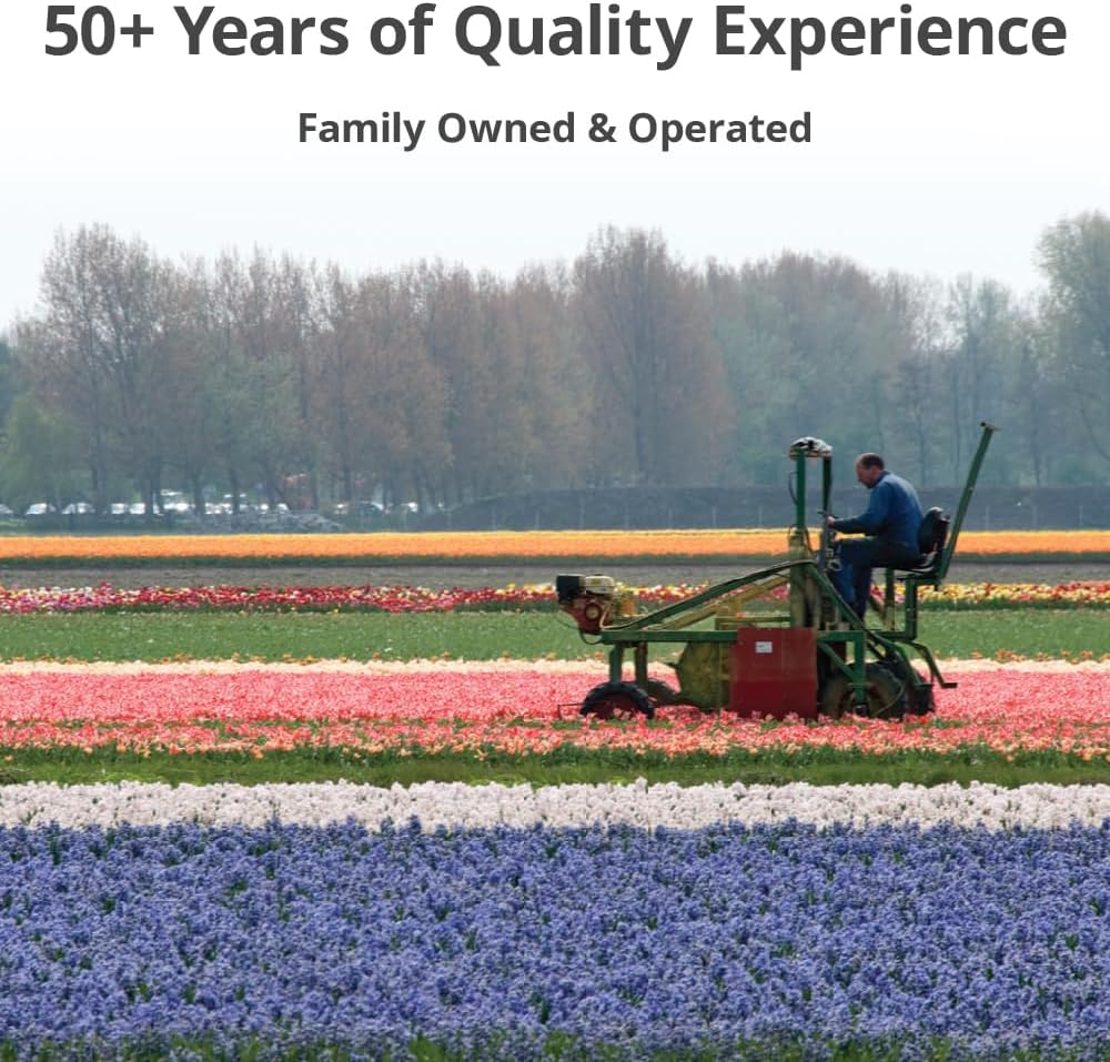 Mixed Triumph Tulip - 50 bulbs