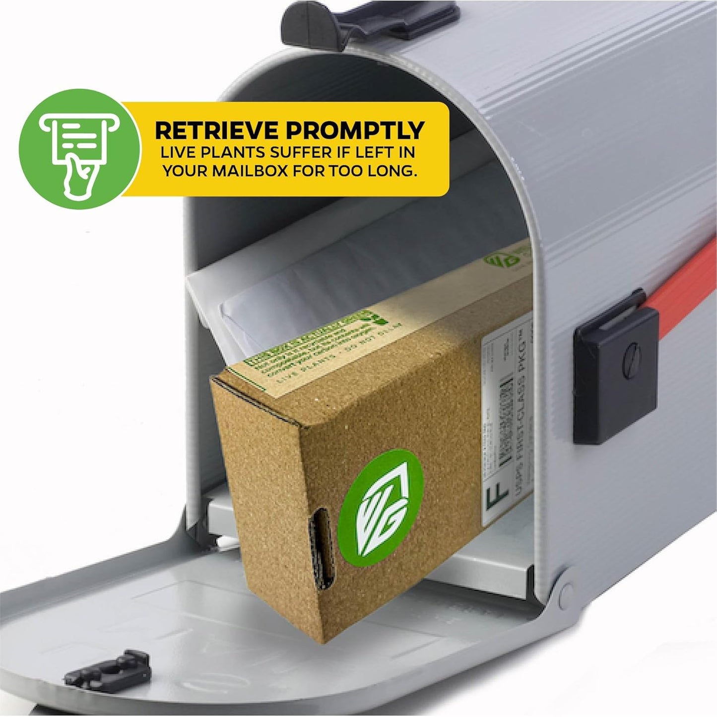 Southern Home Muscadine Grape - Vitis rotundifolia by Wellspring Gardens - Stunning Ornamental Vine, Grapevine for Southern Gardens, Unique Oak-Shaped Leaves, Juicy Black Grapes - Starter Plant