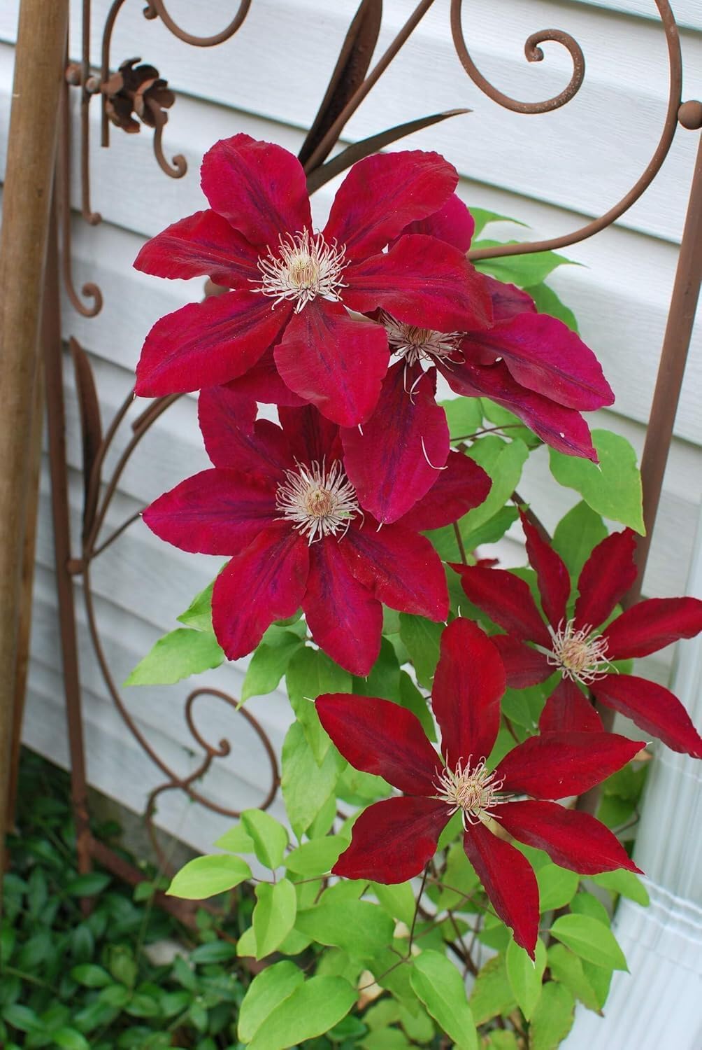 Perennial Farm Clematis 'Rebecca' Hybrid – Live Flowering Vine in 4 Quart Container, Large Velvety Red Blooms, Long Blooming, Compact Climber, Ideal for Trellises, Arbors & Containers