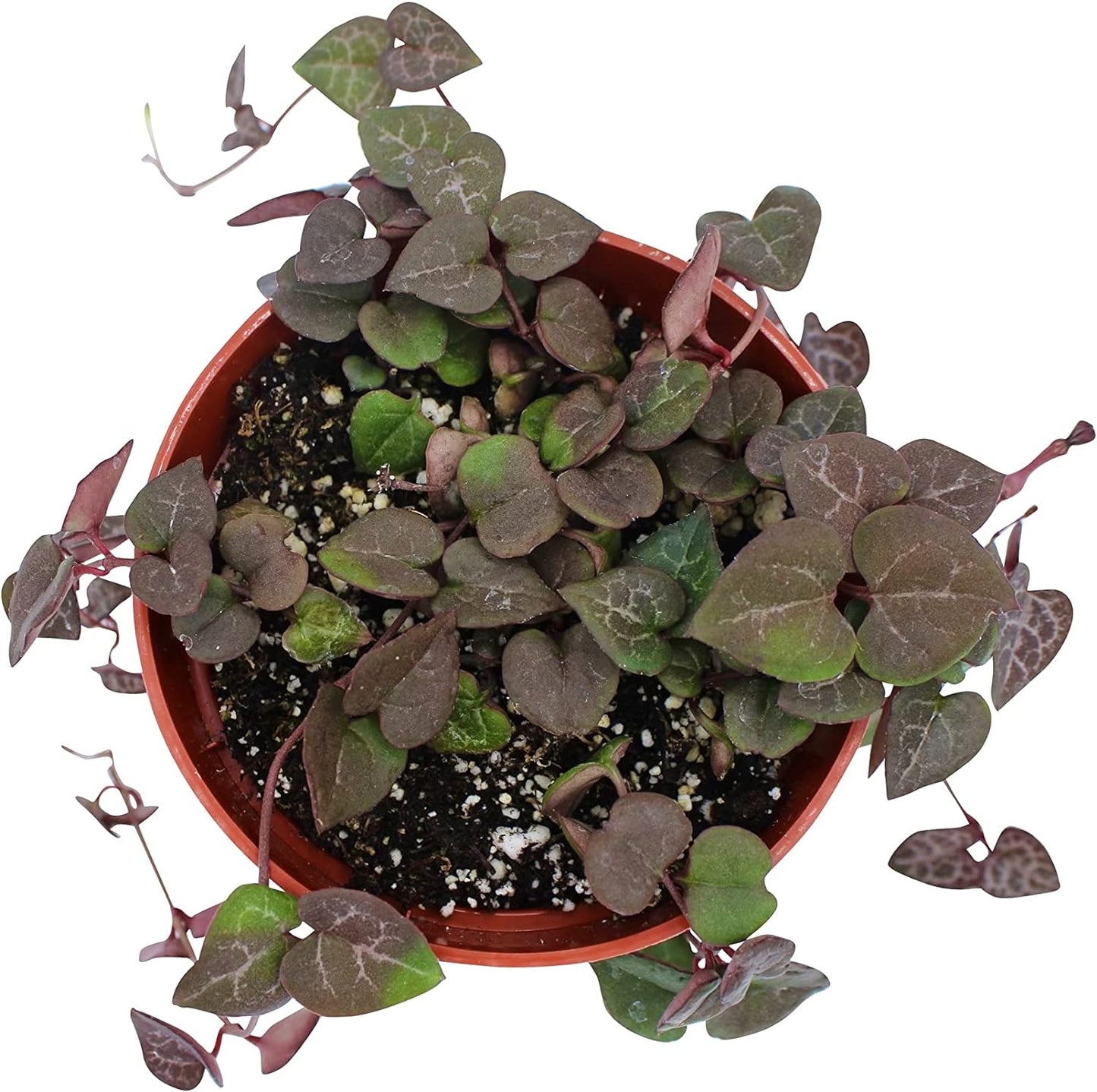 Live Succulent 4" String of Hearts, Succulents Plants Live, Succulent Plants Fully Rooted, Hanging House Plant for Home Office Decoration, DIY Projects, Party Favor Gift by The Succulent Cult