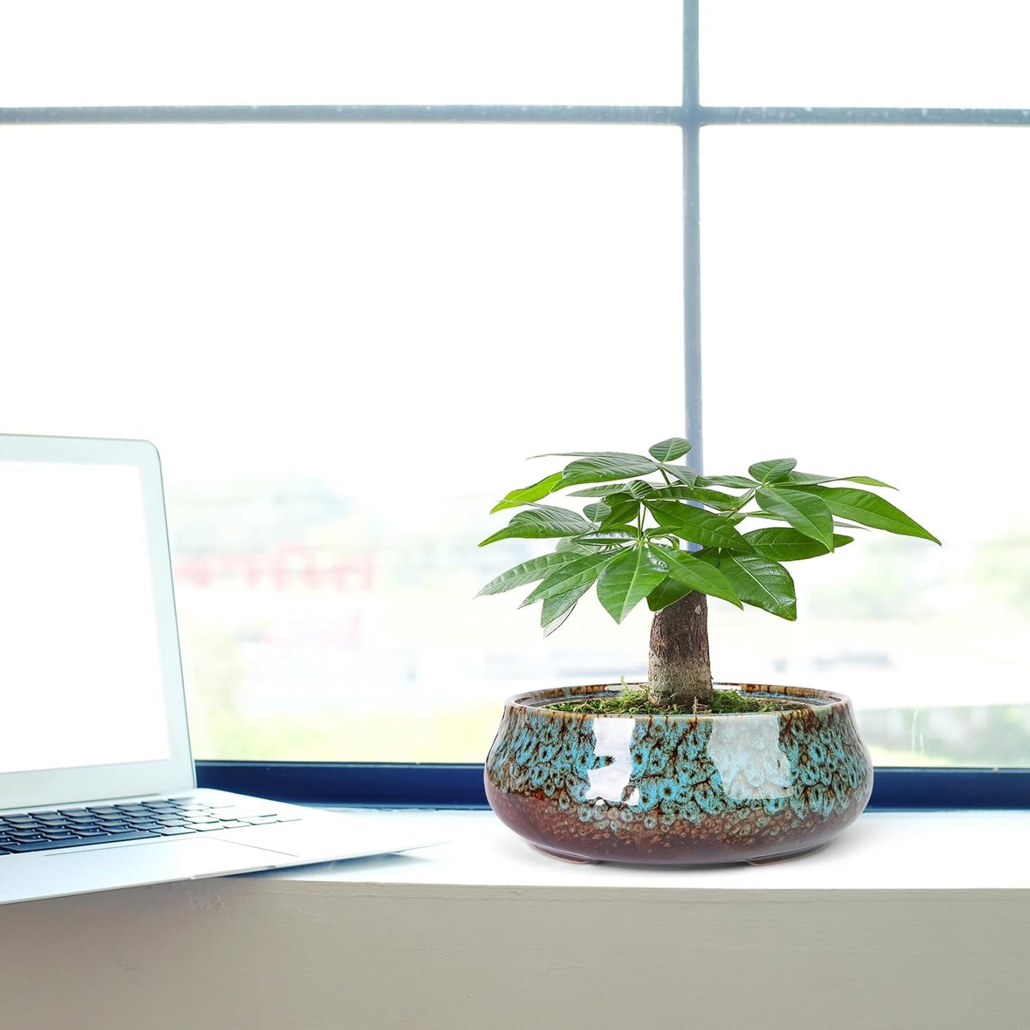 ARTKETTY Succulent Pots - 8 Inch Plant Pot, Large Bonsai Pots with Drainage, Ceramic Planters for Indoor Outdoor Plants, Round Shallow Cactus Flower Plant Container Bowl Decorative Home Garden