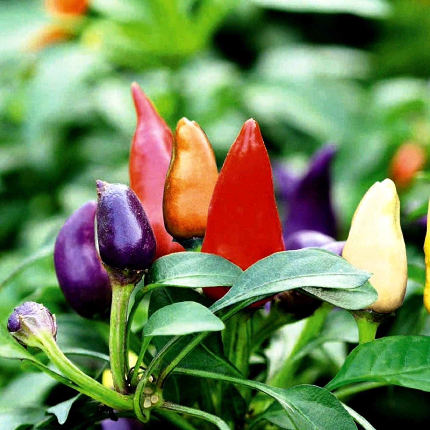 Seeds Decorative Pepper Masquerad Ornamental Hot Chili Pepper Multicolor 25+ Seeds for Planting Ideal for Pots