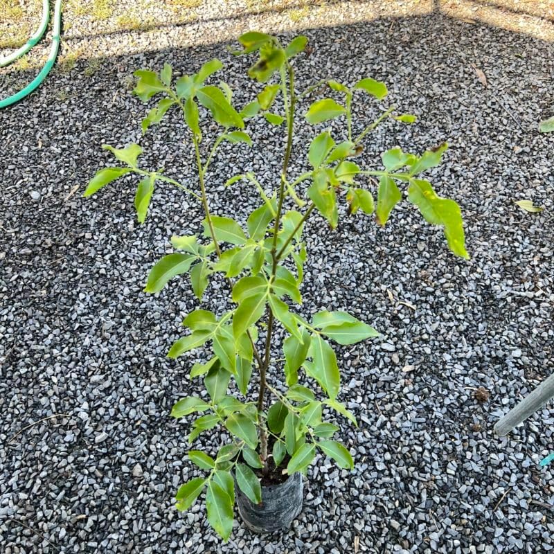 Grafted Spanish Lime (Melicoccus bijugatu) Tropical Fruit Tree 12"