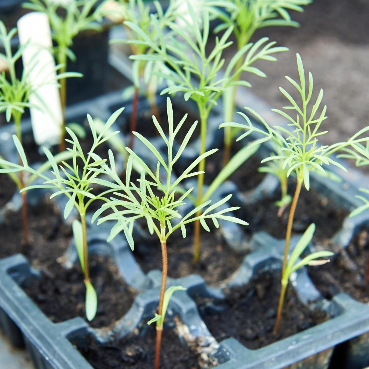 Cosmos Seeds in a Mixture of 11 Varieties - Long Blooming Period in All Zones - Easy to Grow