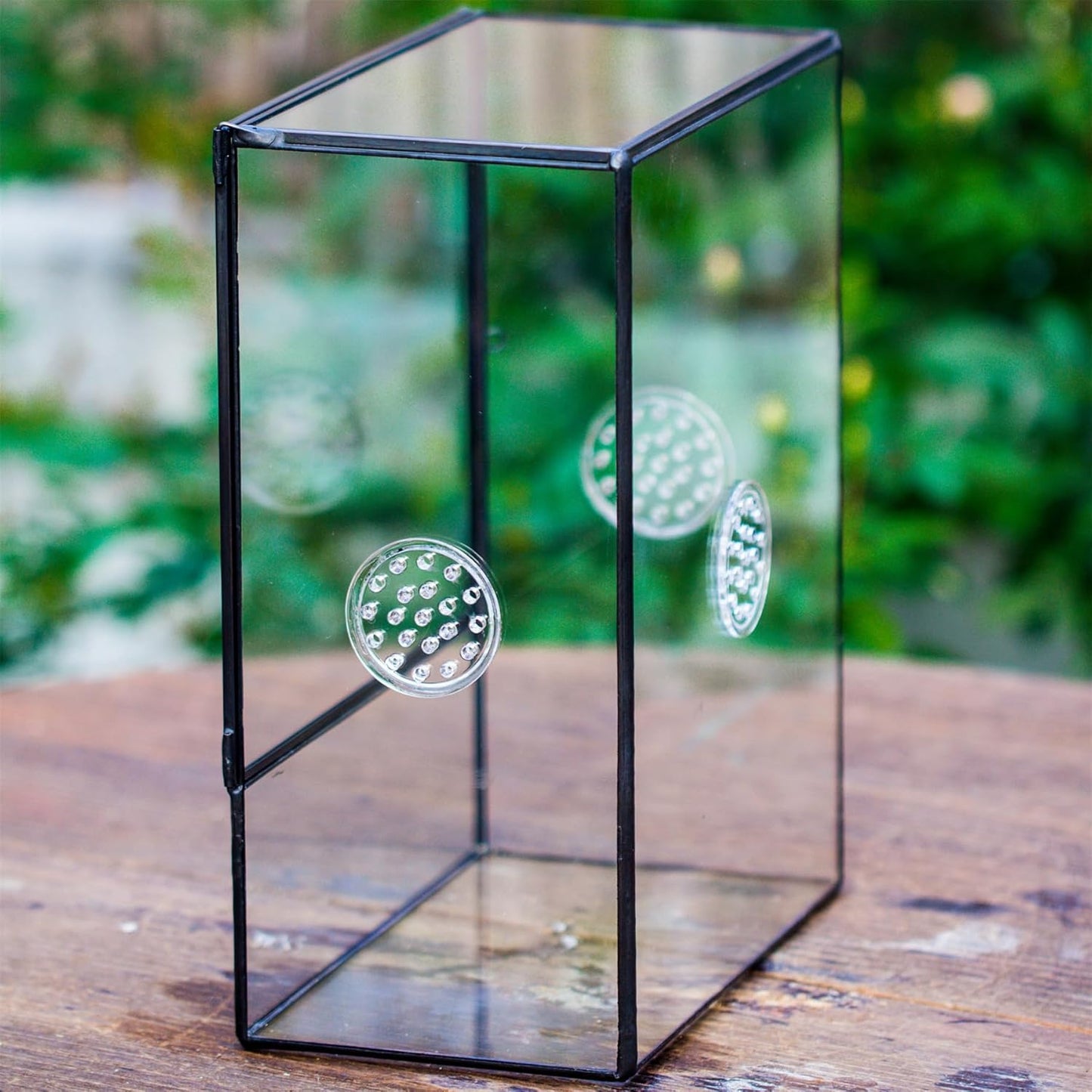 NCYP Glass Terrarium with Front Opening Door and 3 Vents for Insects, Snail, Spider, Glass Enclosure - 8"x4.5"x10" Clear Closed Plant Greenhouse Box (Terrarium Only)