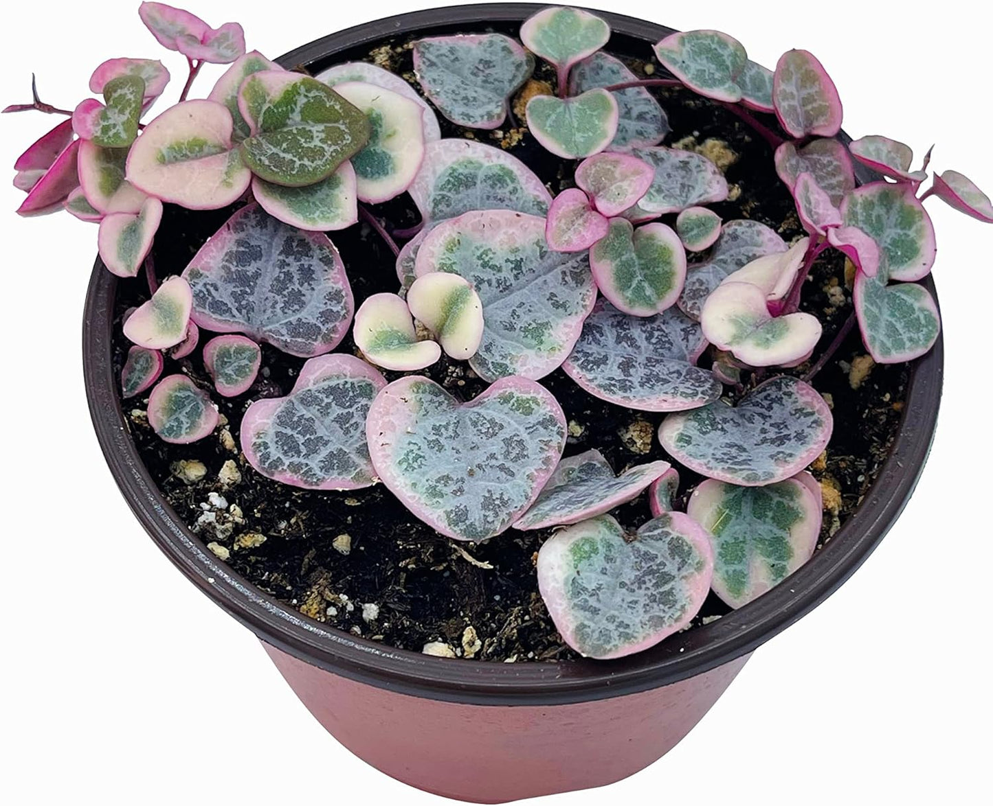 Live Succulent 4" Variegated String of Hearts, Succulents Plants Live, Succulent Plants Rooted, Hanging House Plant for Home Office Decoration, DIY Projects Party Favor Gift by The Succulent Cult