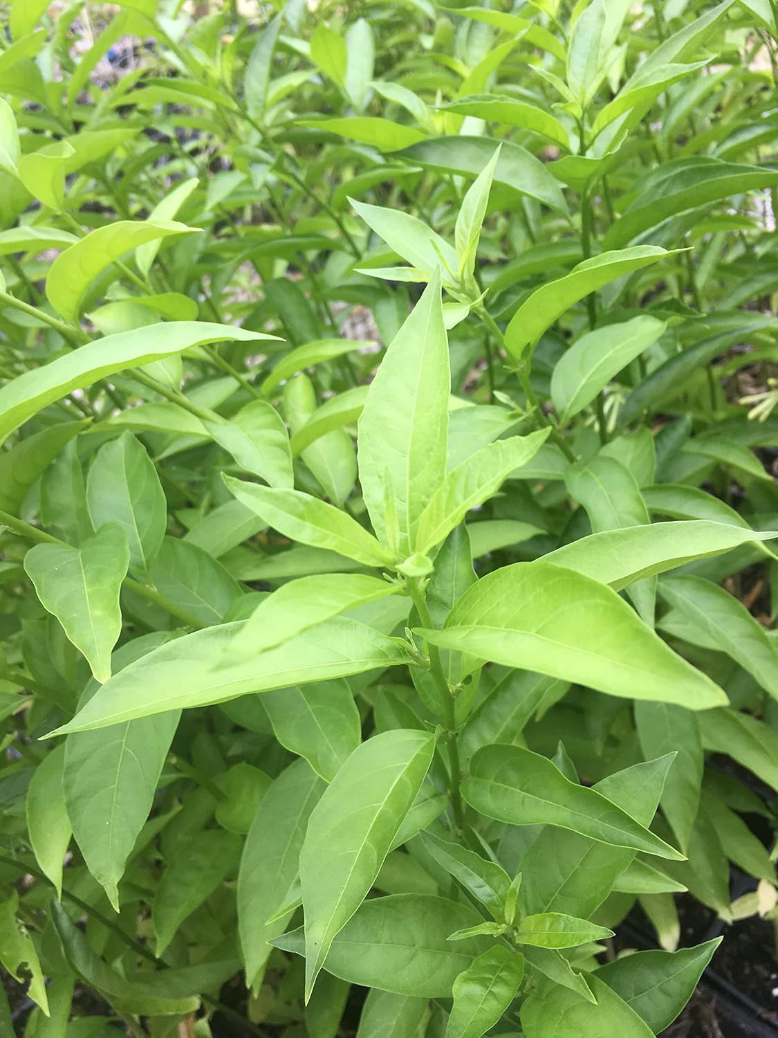 2 Nicely-Sized 4 inch Pots of Fragrant Night Blooming Jasmine