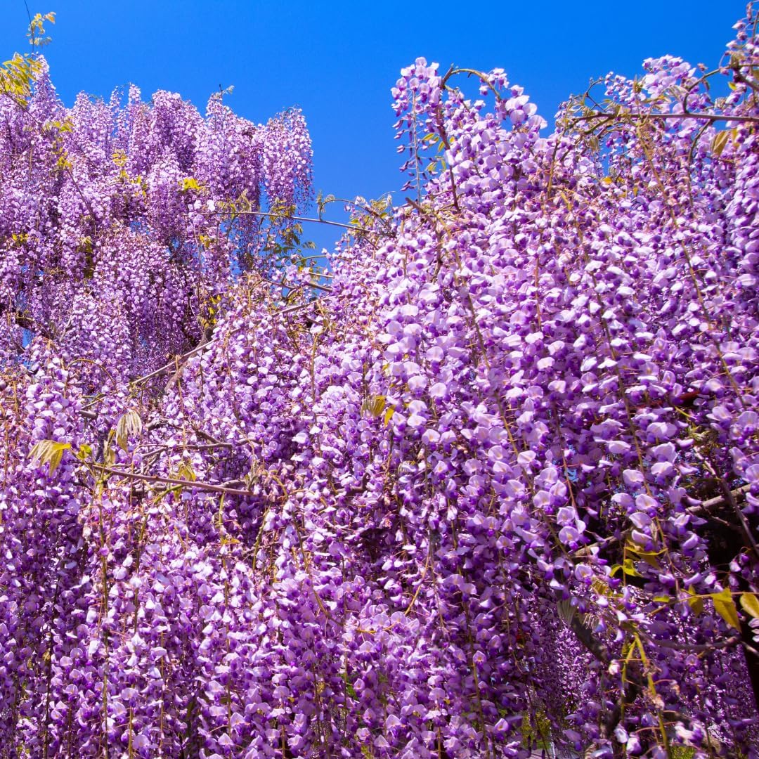 Purple Wisteria Tree Live Plant, 6 to 15 Inch in Height, 2.5 Inch Pot, Well Rooted, Wisteria Vine Plant, Wisteria Tree Live Plant