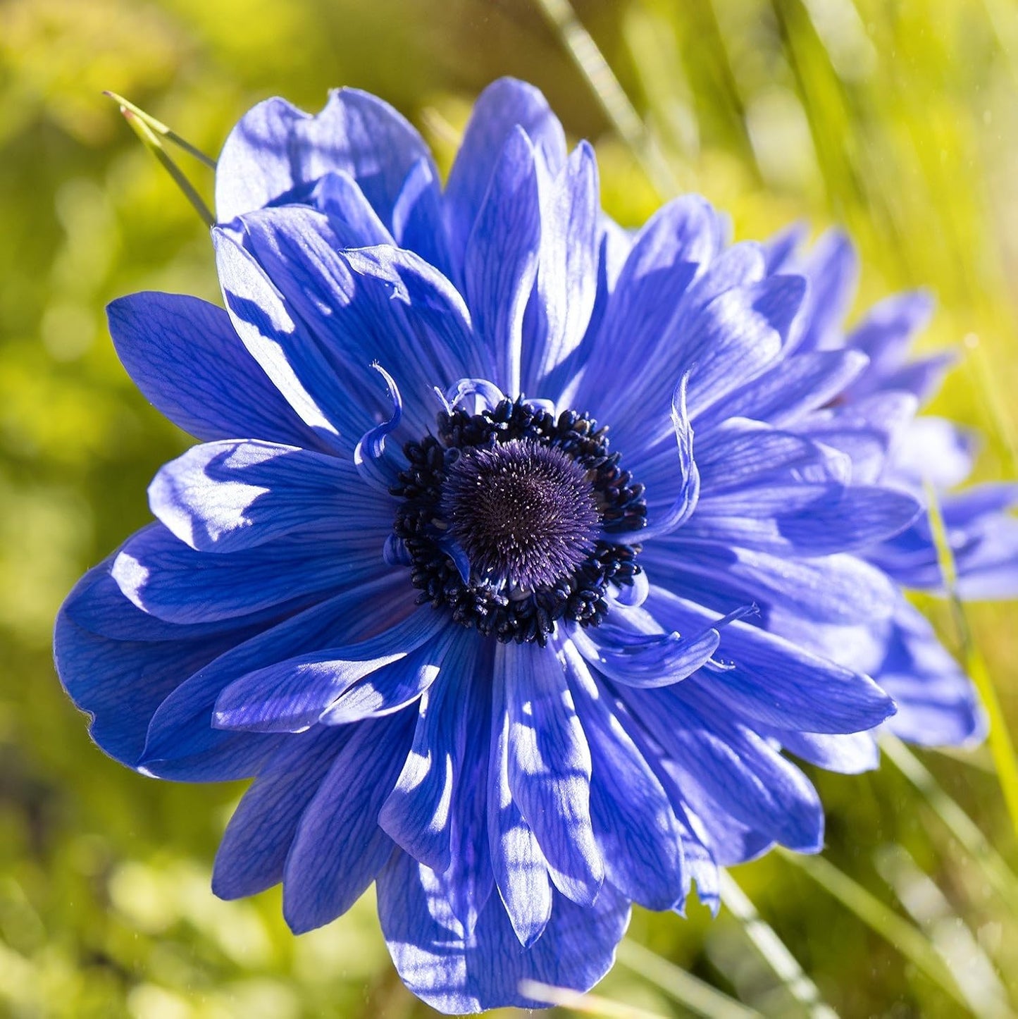 Easy to Grow Anemone Lord Lieutenant 20 Plant Bulbs - Blue Violet Flowers in Spring Outdoor