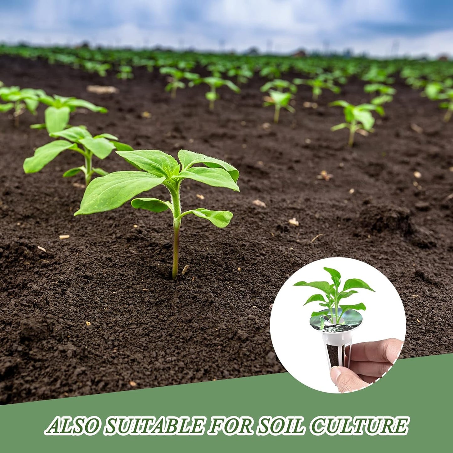 126 Piece Hydroponic Pods Kit: Grow Anything with 30 Grow Sponges, 30 Baskets, 30 Domes, 30 Labels, 4 A&B Plant Food, 1 Tweezer - Compatible with All Hydroponics Brands