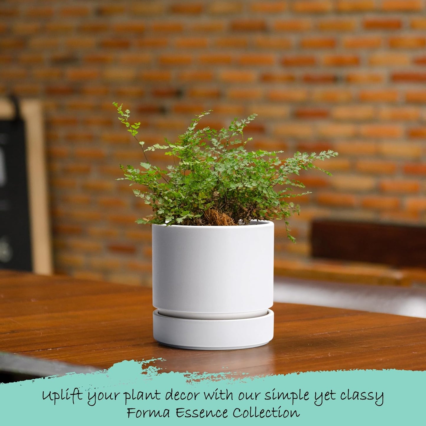 Phoenix Vine 4 Inch Planter Pot with Drainage Hole & Saucer, Deep Water Catch Tray, Straight Cylindrical Round Pot for Plants, Matte White, Pack of 6, 23-B-R-6