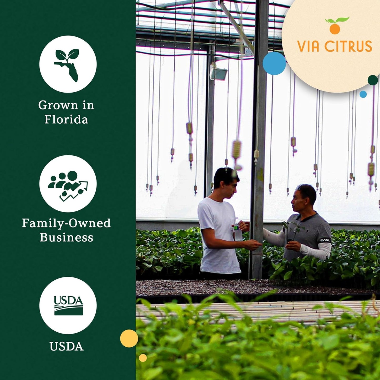 Ponderosa Lemon Patio Fruit Trees Live Plants 12-22" Tall - Dwarf Fruit Trees Live Plants Outdoor, Small Lemon Tree Cannot Ship: CA,AZ,TX,LA - Real Indoor Tree, Citrus Pot for Planting by Via Citrus