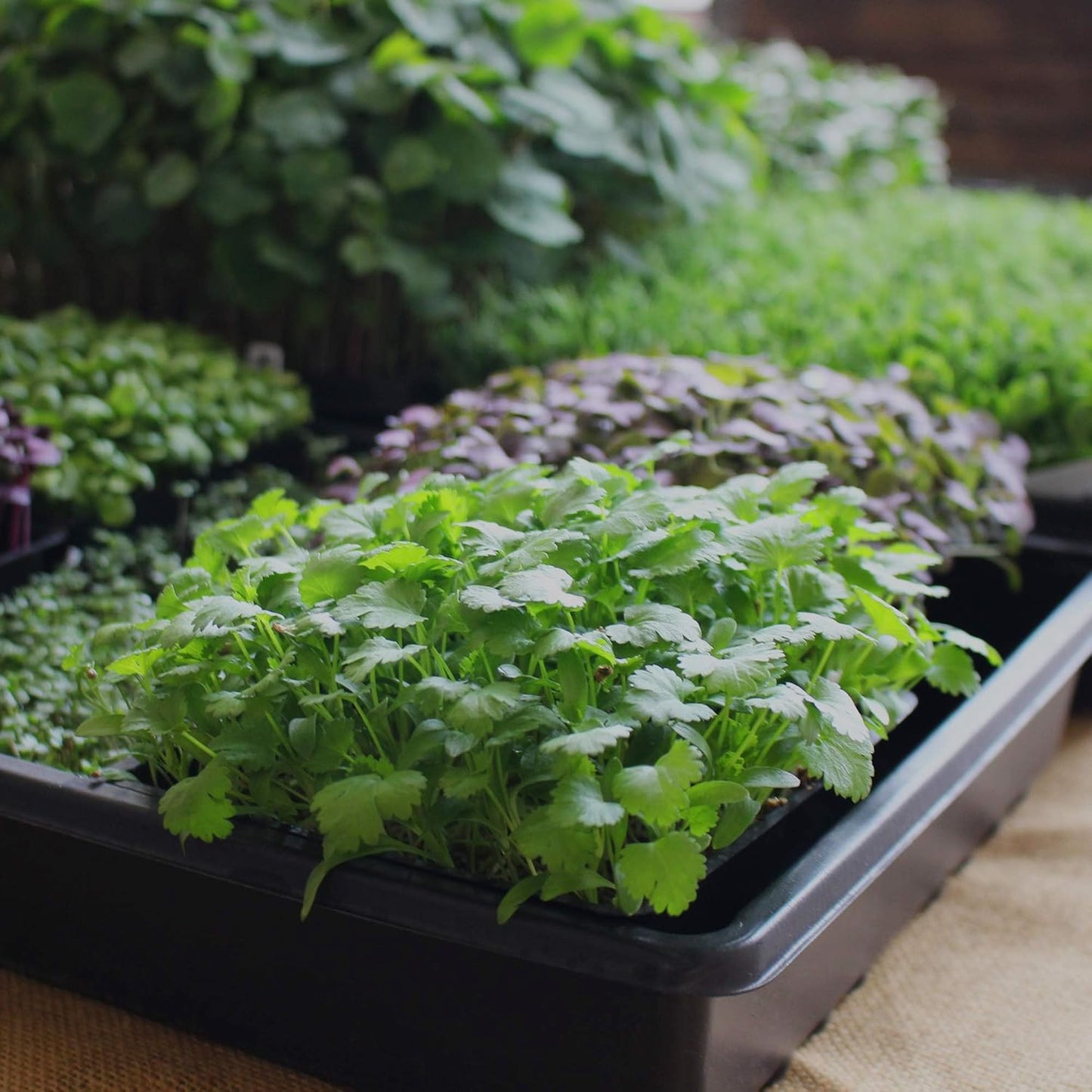 Minute Soil Compressed Coco Coir 6 Pack β Organic Peat-Free Medium Expands to 9 Gal β Indoor Gardening, Microgreens, Seed Starting, Houseplants, Herbs, Vegetables, Planters